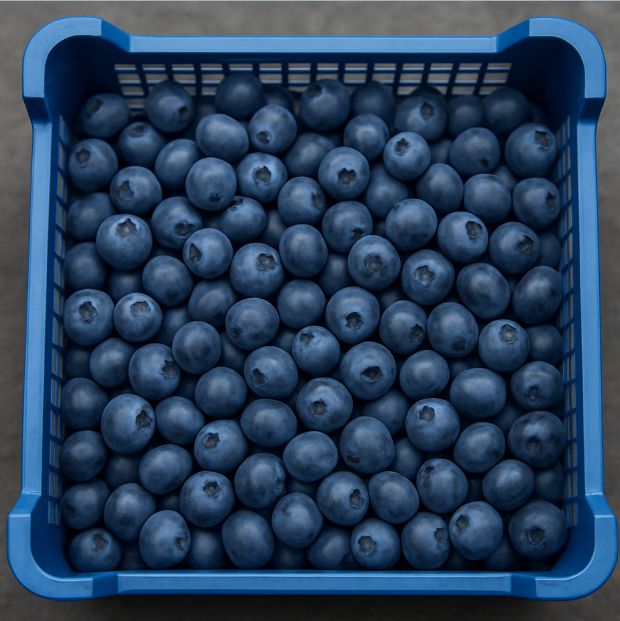 Plastična gajbica puna sveže ubranih borovnica na manifestaciji u Srbiji tokom leta 2025, pripremljenih za prodaju ili degustaciju na festivalu lokalnih proizvoda.