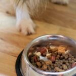 Prevelike porcije, grickalice i ostaci sa stola vode ka gojaznosti i ozbiljnim zdravstvenim problemima psa.