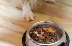 Prevelike porcije, grickalice i ostaci sa stola vode ka gojaznosti i ozbiljnim zdravstvenim problemima psa.