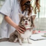 Čivava pas na pregledu kod veterinara