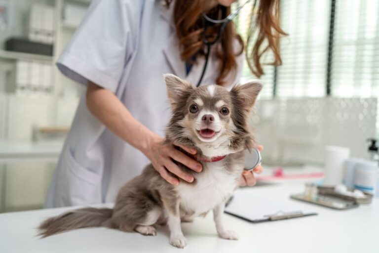 Čivava pas na pregledu kod veterinara